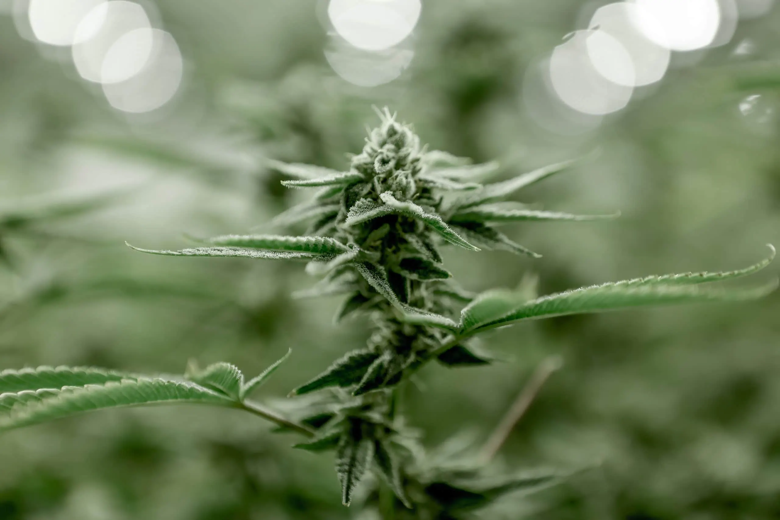 Protect your plant with cannabis security solutions